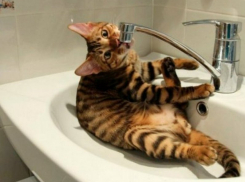 В Коминтерновском районе Воронежа 16 домов останутся без воды