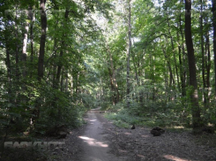 Проект реконструкции «Олимпика» в Воронеже появится в 2018 году