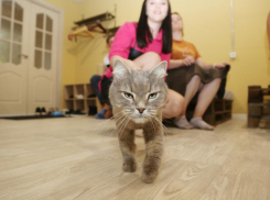 Вице-мэр призналась в любви к кошкам после посещения мяурума в Воронеже 