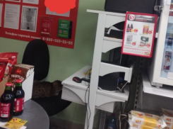 Четвероногого директора по свежести нашли в магазине под Воронежем