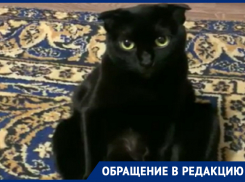 Забавную депрессию кота-вислоуха из-за ковра сняли в Воронеже 