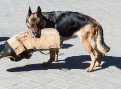 Губернатор ввел карантин по бешенству в Северном микрорайоне Воронежа