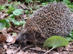 Ежика достали из колючей беды в Воронежской области 