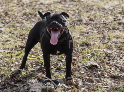 «У нас мэрия для людей работает или для собак?»: общественник задал чиновникам интересный вопрос 