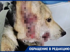 Бедная Лиза: собаку с развороченной мордочкой спасает владелец приюта «Дора» в Воронеже 