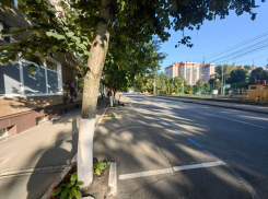 Мэрия готовится к вырубке деревьев из-за реконструкции улицы Свободы