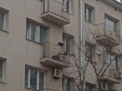 Котейка-альпинист заставил вздрогнуть сердечки воронежцев