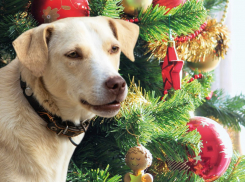 Собачий ад на Новый год