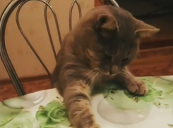 Кота-воришку застали за дерзким похищением леденца в Воронеже   