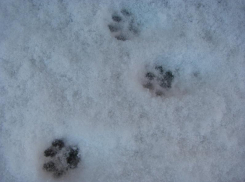 18-градусными морозами завершится короткая рабочая неделя в Воронеже