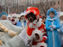 Самым оригинальным Дедом Морозом в Воронеже стал той-терьер