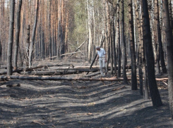 В Воронежской области продолжают расчищать лес после прошлогодних пожаров