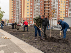 ДСК озеленяет Воронеж    