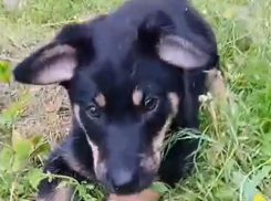 Выжил под артобстрелом, попал в Россию и потерялся: удивительная история щенка, за которого переживали сотни воронежцев