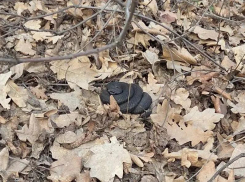 В лесу проснулись гадюки: жителям Воронежа напомнили о мерах предосторожности