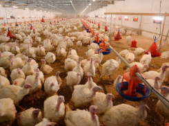 Израильские инвесторы хотят построить в Воронежской области индюшиную ферму