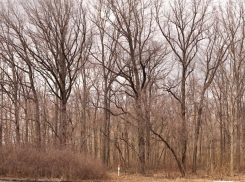 Воронежские ботаники выпустили первую монографию о флоре Каменной степи