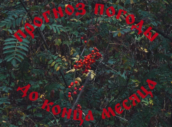 Осенний марафон: как воронежцам пережить последнюю неделю сентября