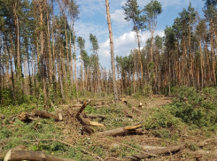 Северный лес могут взять под видеонаблюдение и охрану в Воронеже