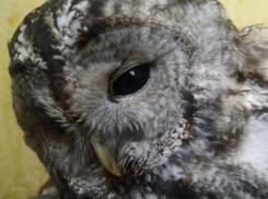 Воронежские зоозащитники рассказали о грустной истории раненой совы