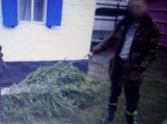 Воронежец может сесть за хранение на чердаке высушенного растения