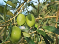 В Воронеж из Греции хотели незаконно ввезти растения оливы