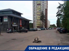 Минский пень угрожает жизни автомобилистов в Воронеже