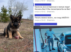 «Я за нее голову порву»: мужчину обвинили в краже собаки, которую он спас в Воронежской области 