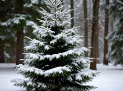 Легкий морозец ожидает Воронежскую область в середине декабря