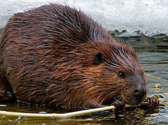 Воронежскому биосферному заповеднику исполнился 91 год