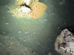 Настоящая мерзость образовалась в подвале воронежского дома