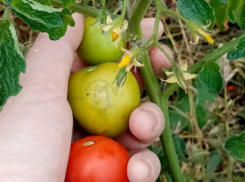 О дачной аномалии сообщили жители Воронежской области