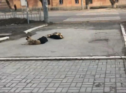 Собачий патруль у школы в Воронеже держит родителей в страхе