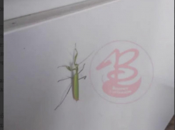 “Никогда не видела”: пугливый богомол был замечен в Воронежской области