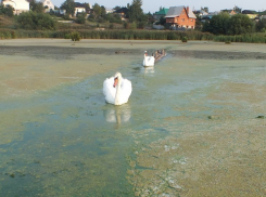 В Масловке из-за экологической катастрофы стали погибать домашние животные