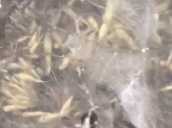 Всё усыпано трупами: опубликовано видео с места массовой гибели рыб в воронежской реке