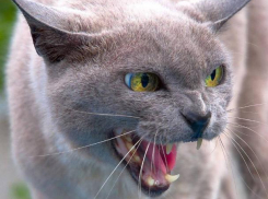 Бешеных животных стало больше в Воронежской области