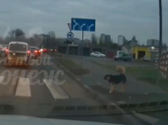 Поступок двух бездомных собак приятно удивил воронежцев