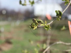 Районные субботники начнут проводить раньше месячника благоустройства в Воронеже