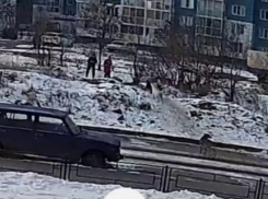 Стая собак напала на детей в Воронеже - опубликовано видео