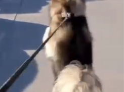 Ходящая на двух лапах собака отправила в нокаут осеннюю хандру в Воронеже