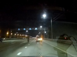 Камикадзе «против шерсти» заметили на дороге в Воронеже 