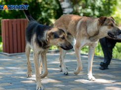 Бездомная собака укусила девушку за ягодицу в Воронеже 