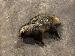 Труп енота смутил жителей Воронежской области