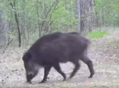 Кабаниху-мать с отставшими подсвинками сняли на видео в Воронеже