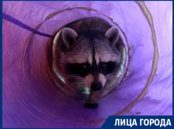 О кровавых последствиях содержания енотов дома рассказали воронежцы