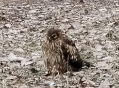 Пернатую самочку выручили из места “визита” инопланетян в Воронеже