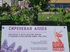 В Воронеже зацвела недавно высаженная сиреневая аллея