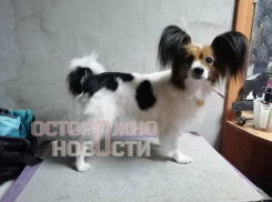 Проводник «проворонил» Шуру на станции в Воронежской области: ведутся поиски 