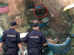 Полиция не нашла признаков жестокого обращения с животными в знаменитой «смердящей» квартире